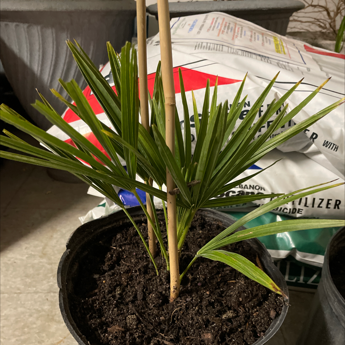 Young Canary Island Date Palm in a pot with dark soil, surrounded by fertilizer bags.