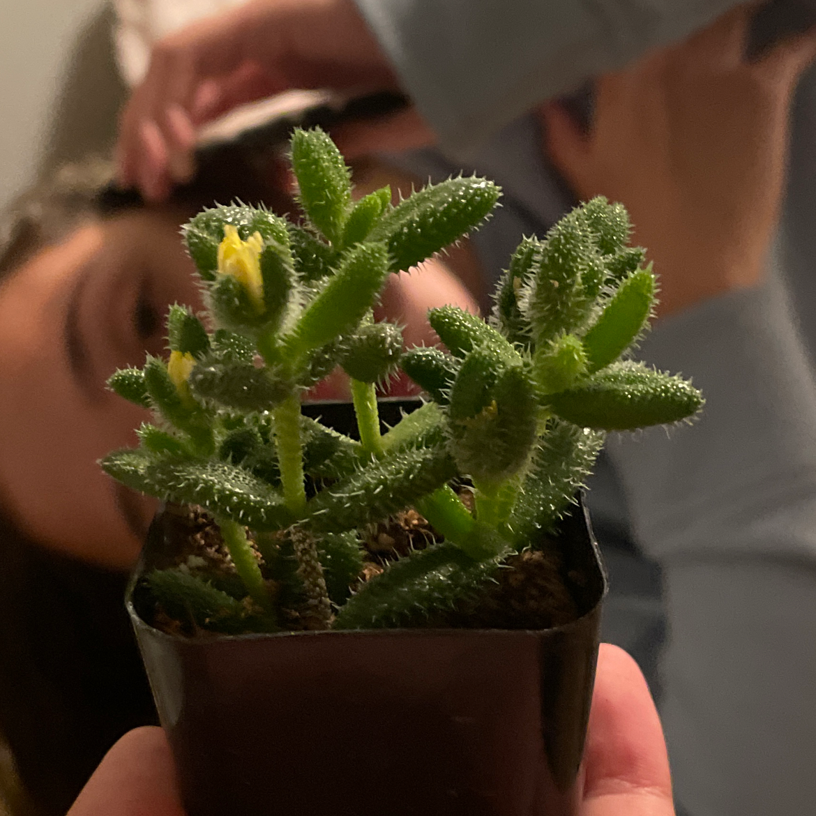 Photo of the plant species Hemizonella by @botanicalshower named Marlin on Greg, the plant care app