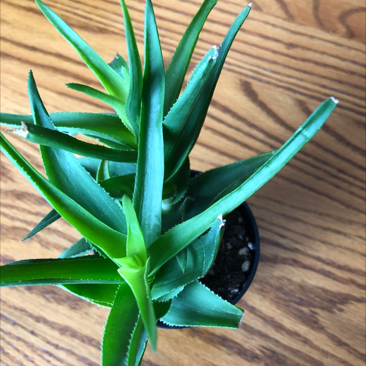 Climbing Aloe plant in a small pot with vibrant green leaves.