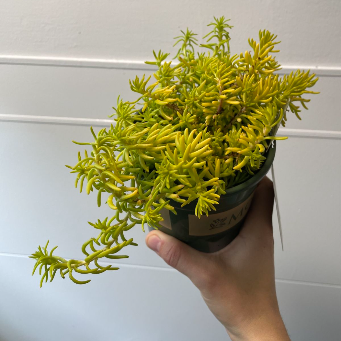 Photo of the plant species Sedum Angelica by @WingedBogbean named Your plant on Greg, the plant care app