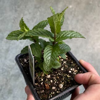 Spearmint plant in Portland, Oregon