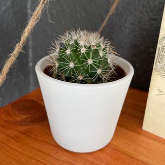 Miniature Barrel Cactus plant in Portland, Oregon