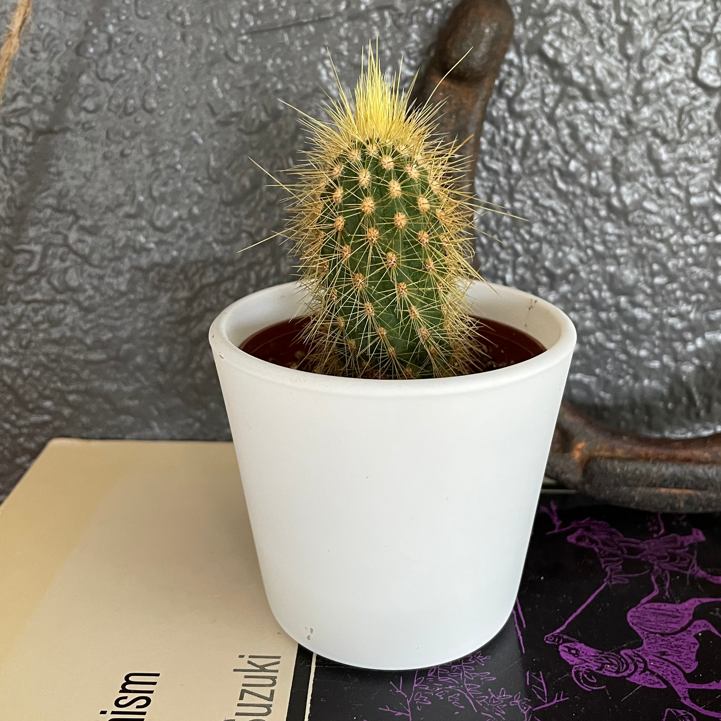Photo of the plant species Cleistocactus icosagonus by @WingedBogbean named Your plant on Greg, the plant care app