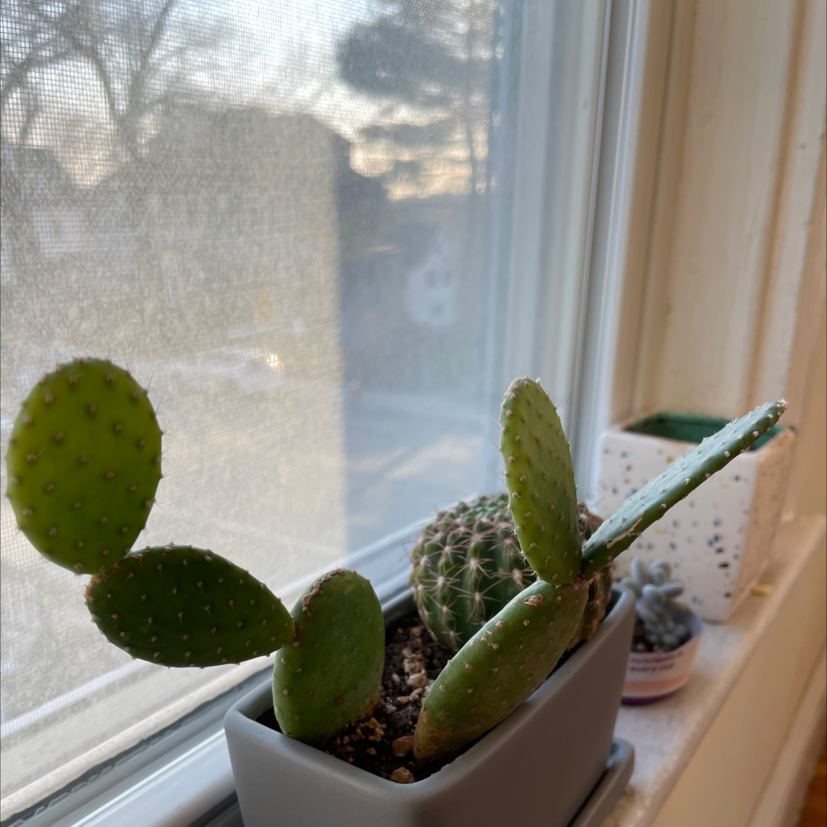 Woolyjoint Prickly Pear plant in a pot on a windowsill, healthy and well-framed.
