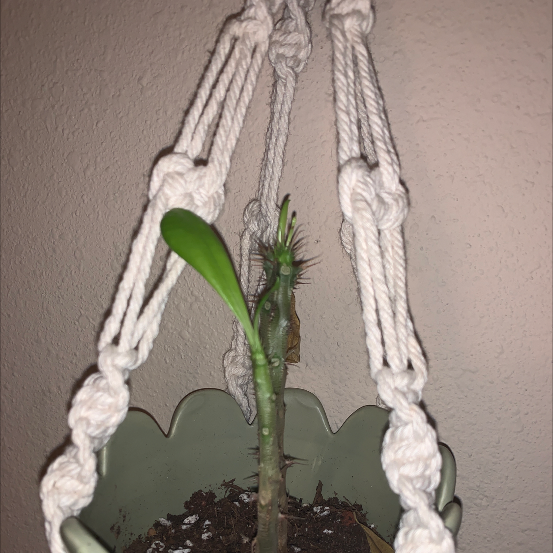Healthy potted Crown of Thorns plant with elongated stems, green leaves, and thorny branches in a hanging basket.