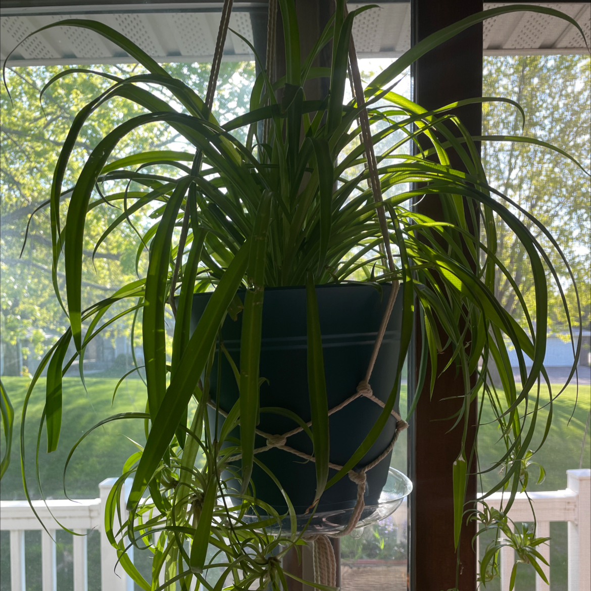 Spider Plant plant photo by @Strumsticks named Bertha on Greg, the plant care app.