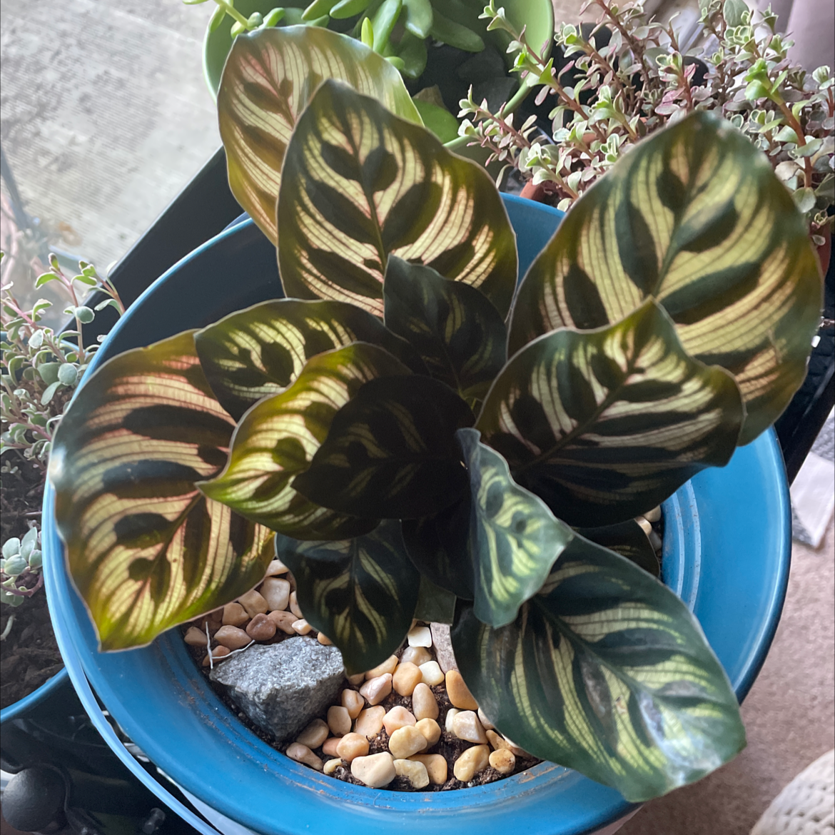 Cathedral Windows plant photo by @Strumsticks named Ketchup on Greg, the plant care app.