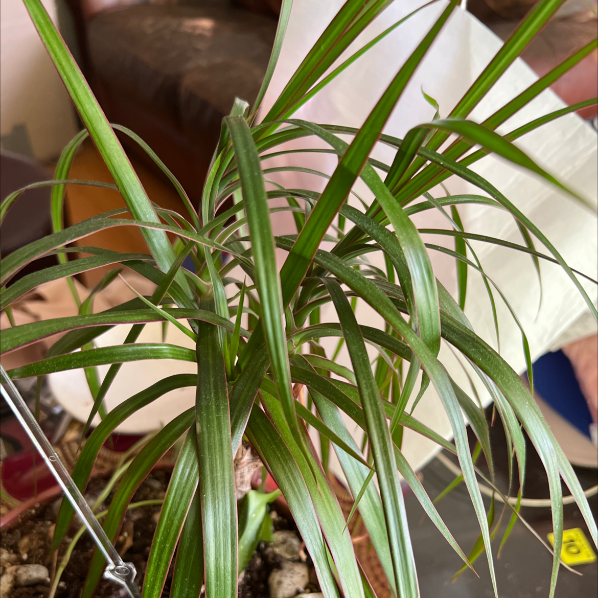 Open Weave Dragon Tree with long, narrow, green leaves. Plant appears healthy.