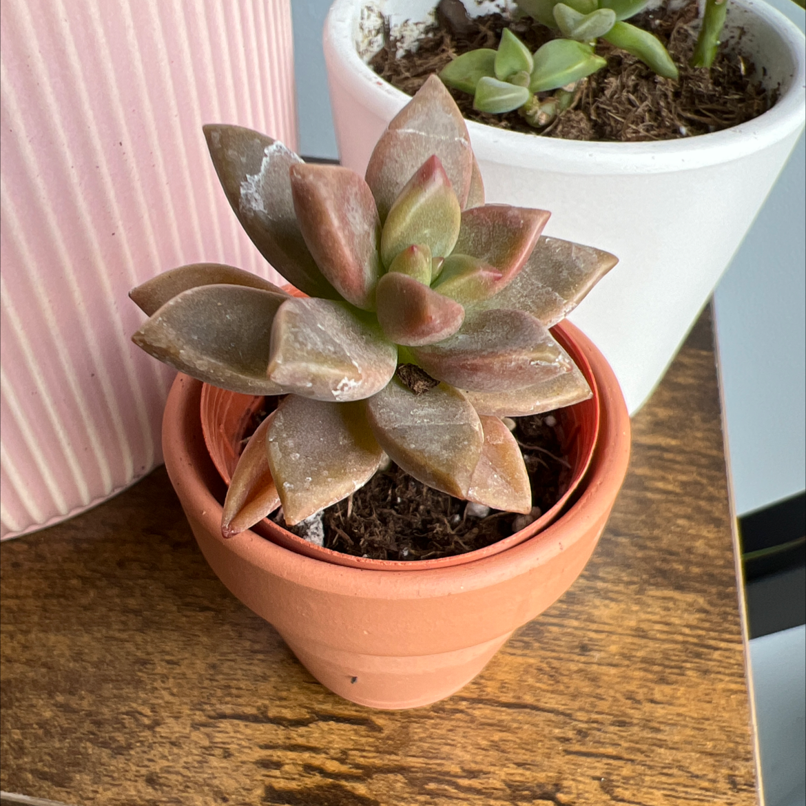 Graptosedum 'California Sunset' succulent in a terracotta pot with another plant in the background.