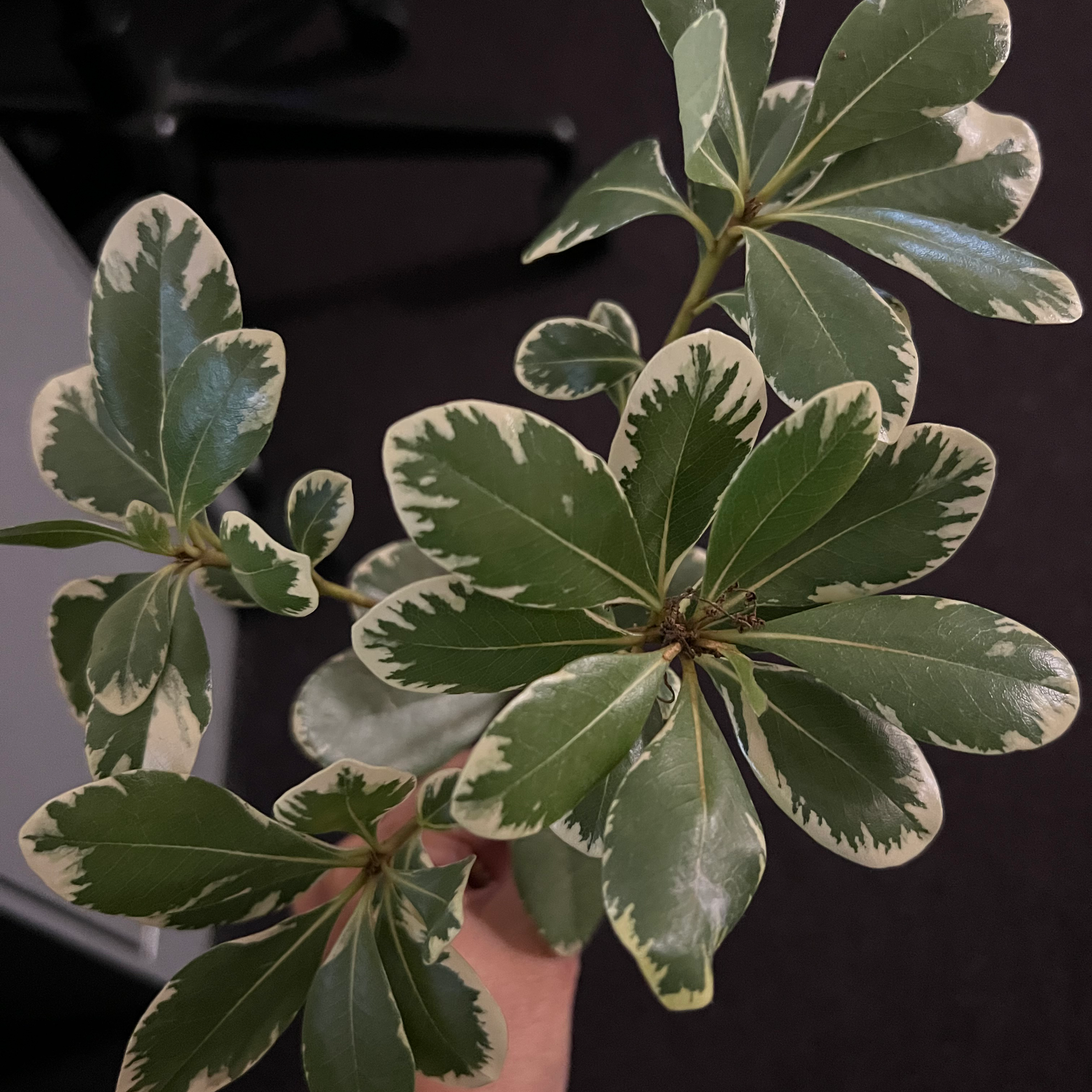 Variegated leaves of a Japanese Cheesewood plant held by a hand.