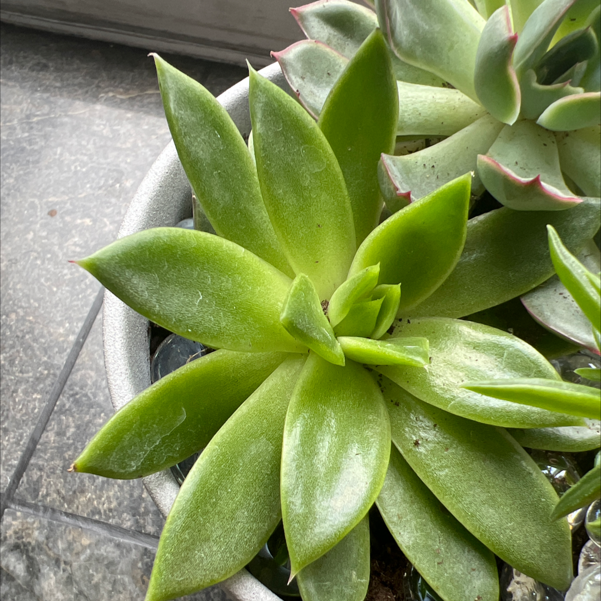 Photo of the plant species Echeveria 'Emerald Ripple' by @Axlilxlala named Emme on Greg, the plant care app
