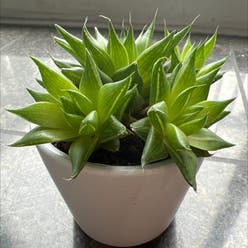 Haworthia chloracantha plant