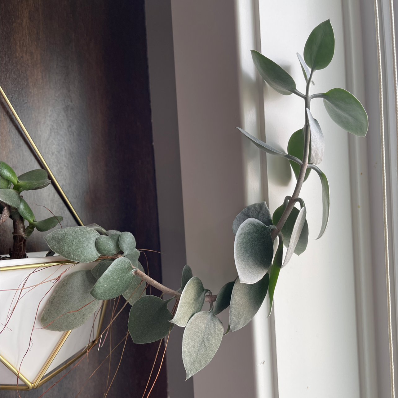 Copper Spoons plant with silvery-green leaves in a hanging pot near a window.