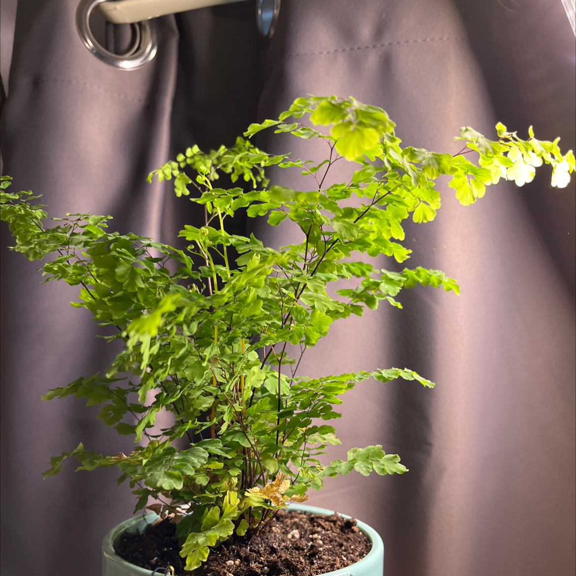 Pacific Maidenhair Fern in a pot with visible soil, healthy green leaves, and no signs of disease.
