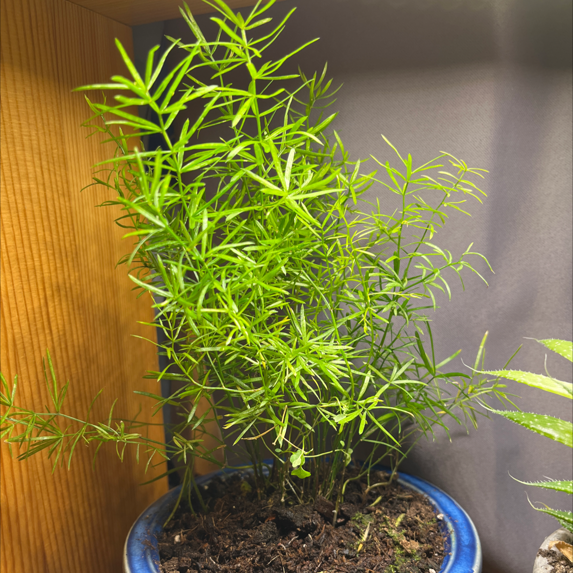 Healthy Sprenger's Asparagus plant in a blue pot with vibrant green leaves.