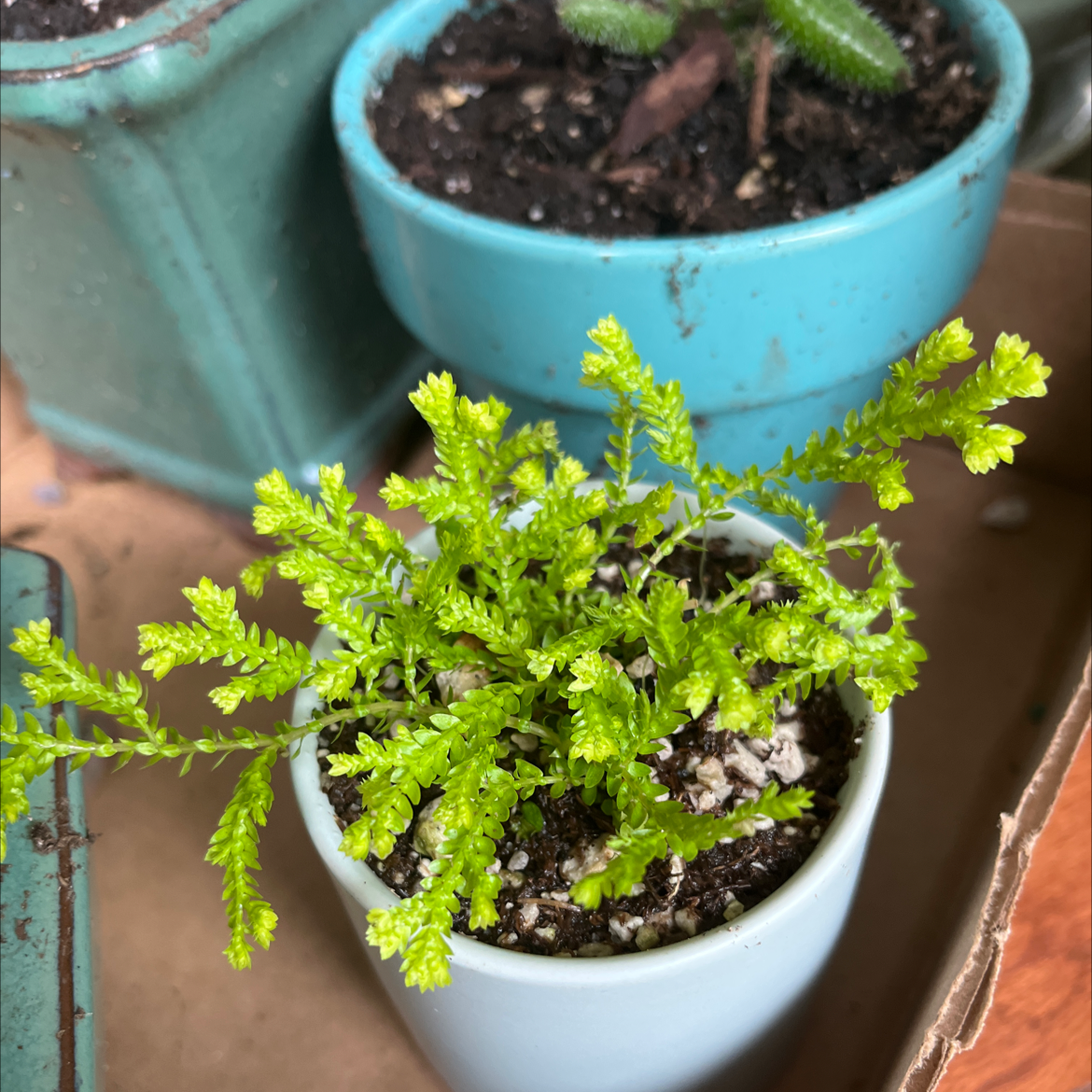 Healthy potted club moss plant with delicate bright green foliage, in a light blue ceramic pot on a wooden surface.