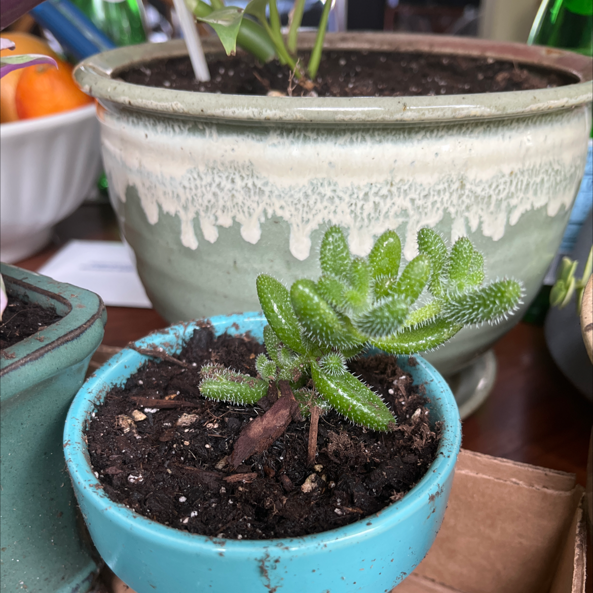 Pickle Plant in a blue pot with visible soil, well-framed and in focus.