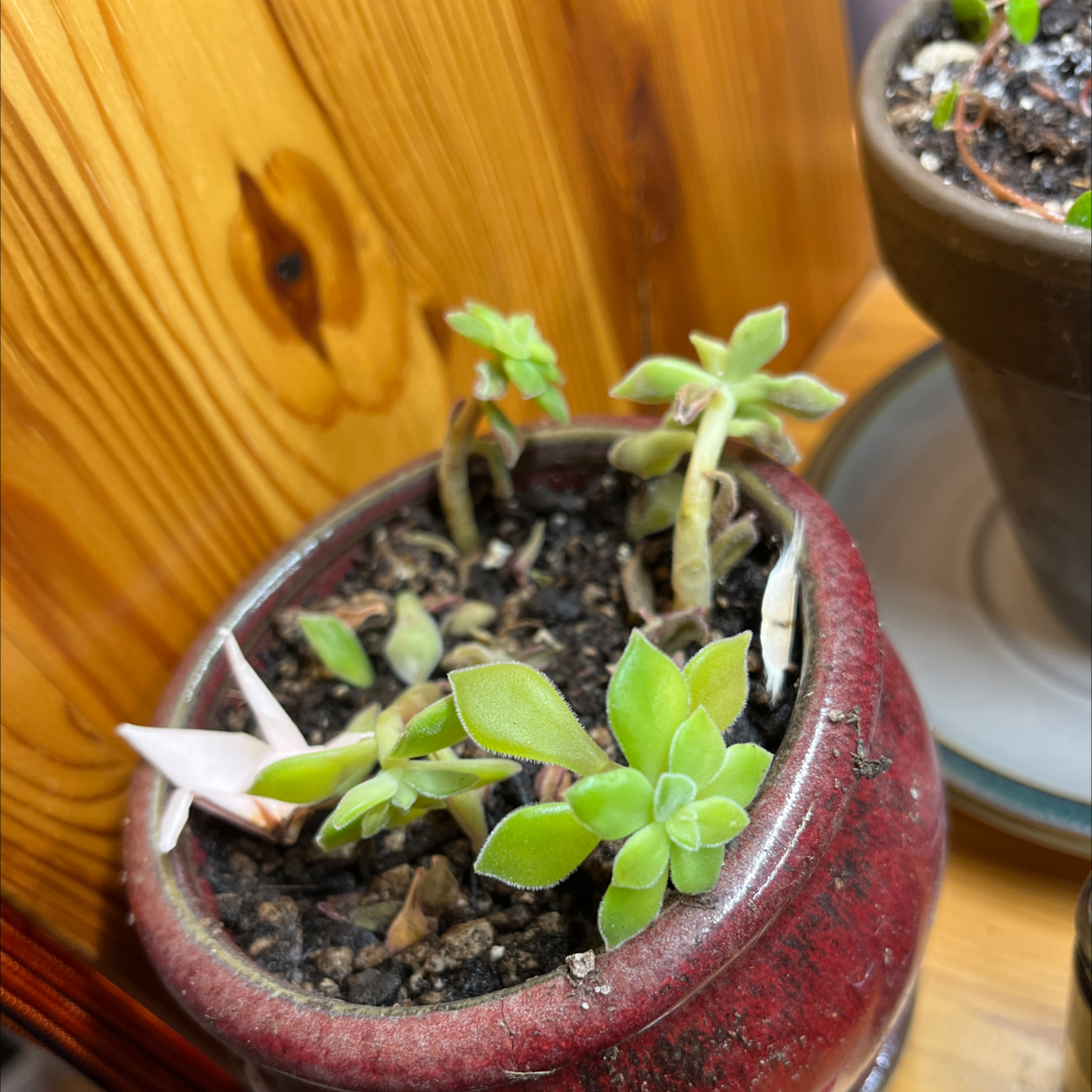 Potted Plush Plant with some healthy and some discolored leaves, placed indoors.