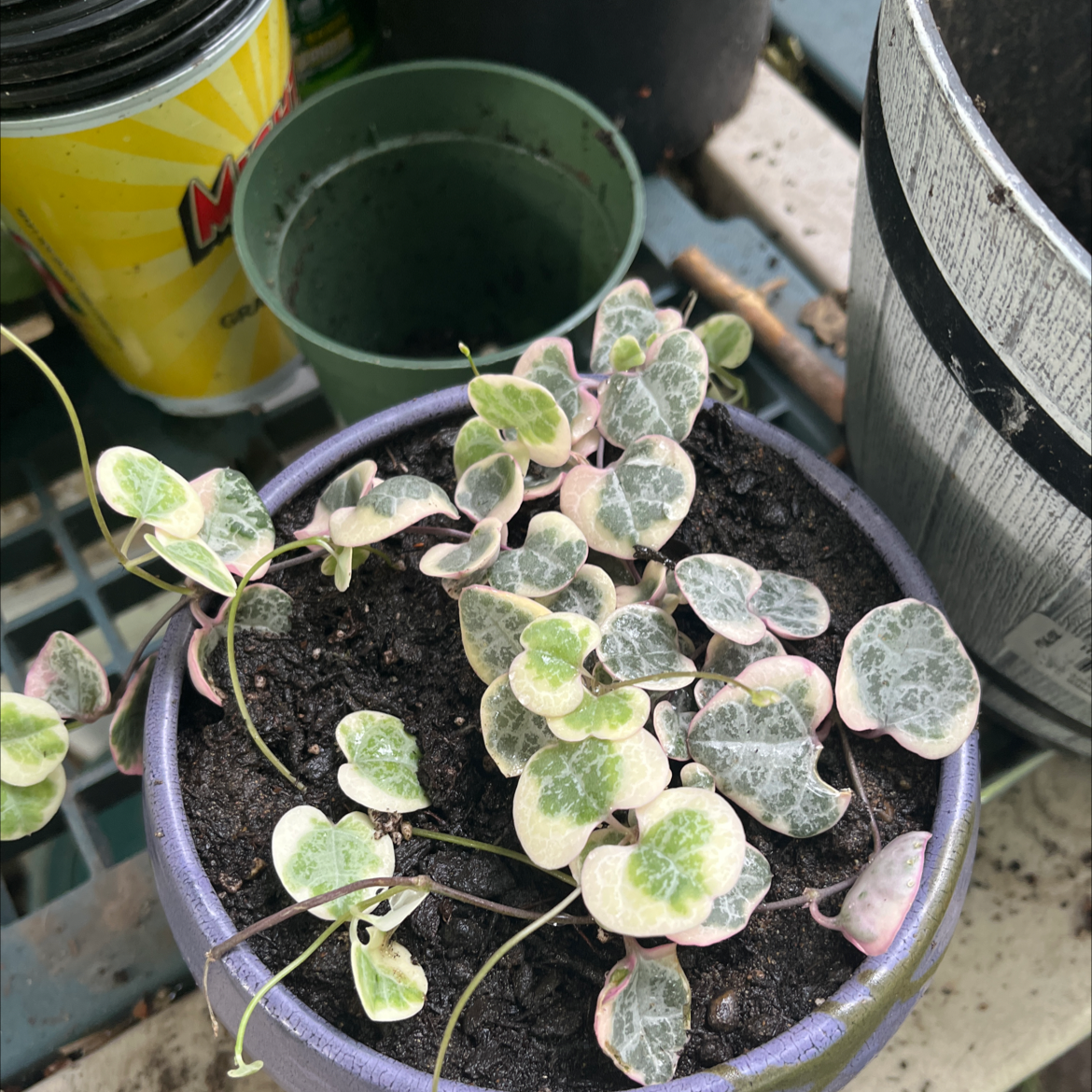 Variegated String of Hearts plant in a pot with visible soil, healthy leaves.