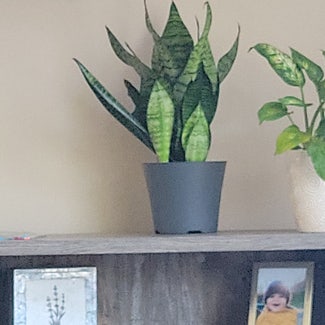 Snake Plant plant in Montgomery, New York