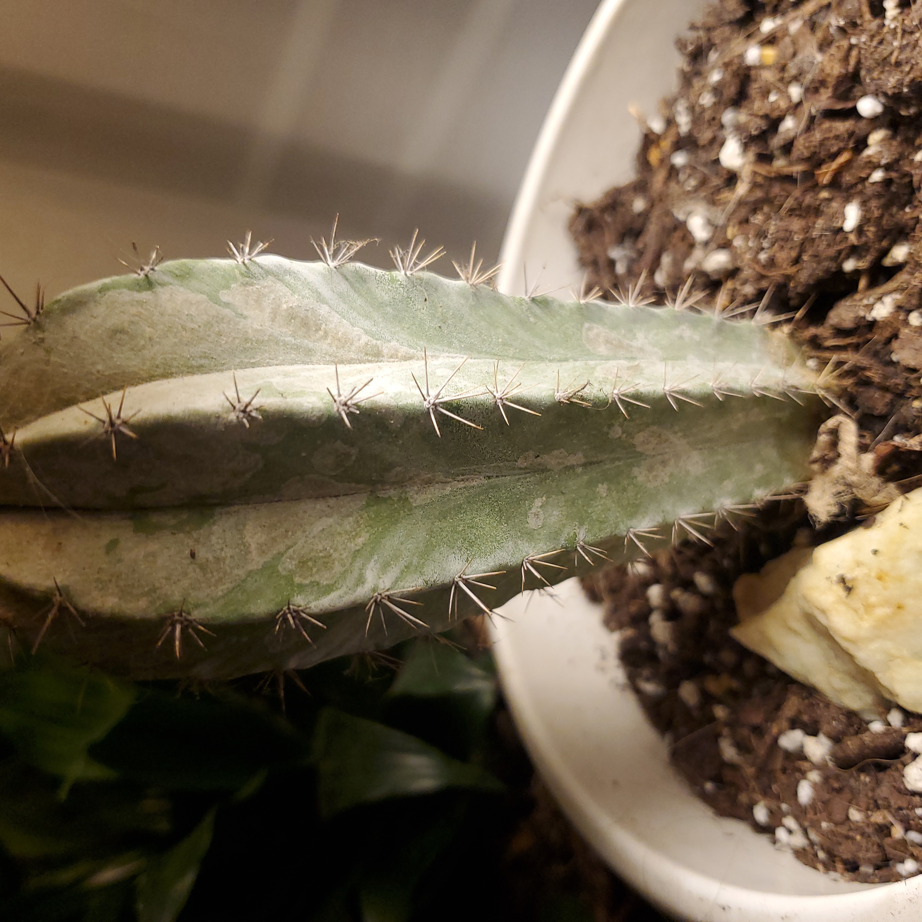 Polaskia chichipe cactus with green stem and spines, planted in soil.