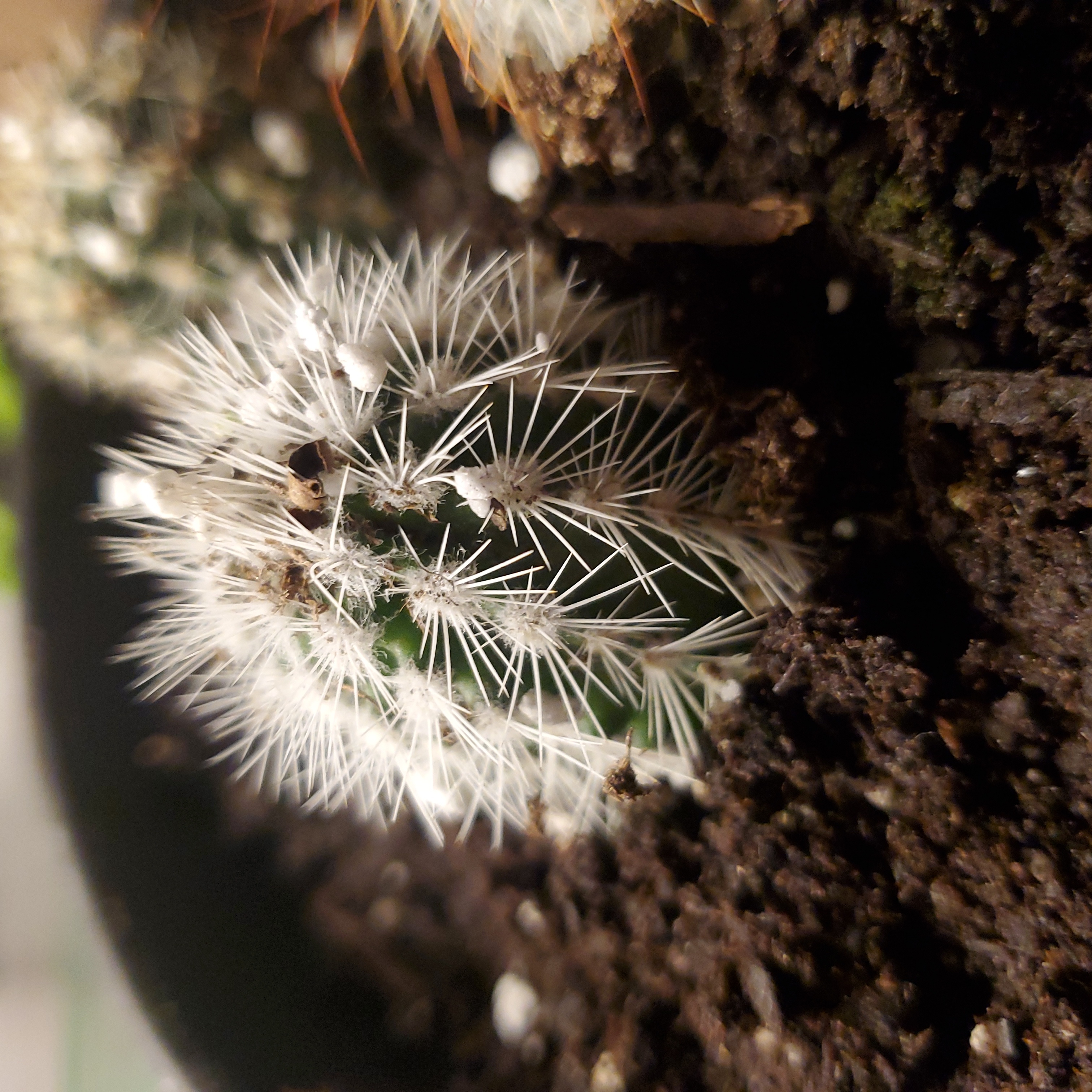 Photo of the plant species Straw-Top Cholla by @SassyMaylily named Charles on Greg, the plant care app
