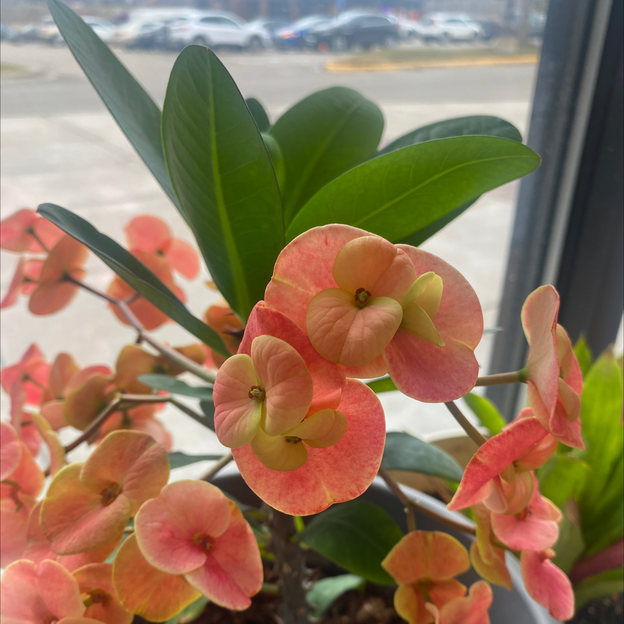 Healthy Crown of Thorns plant with vibrant green leaves and coral-pink cup-shaped flowers in a sunny location.