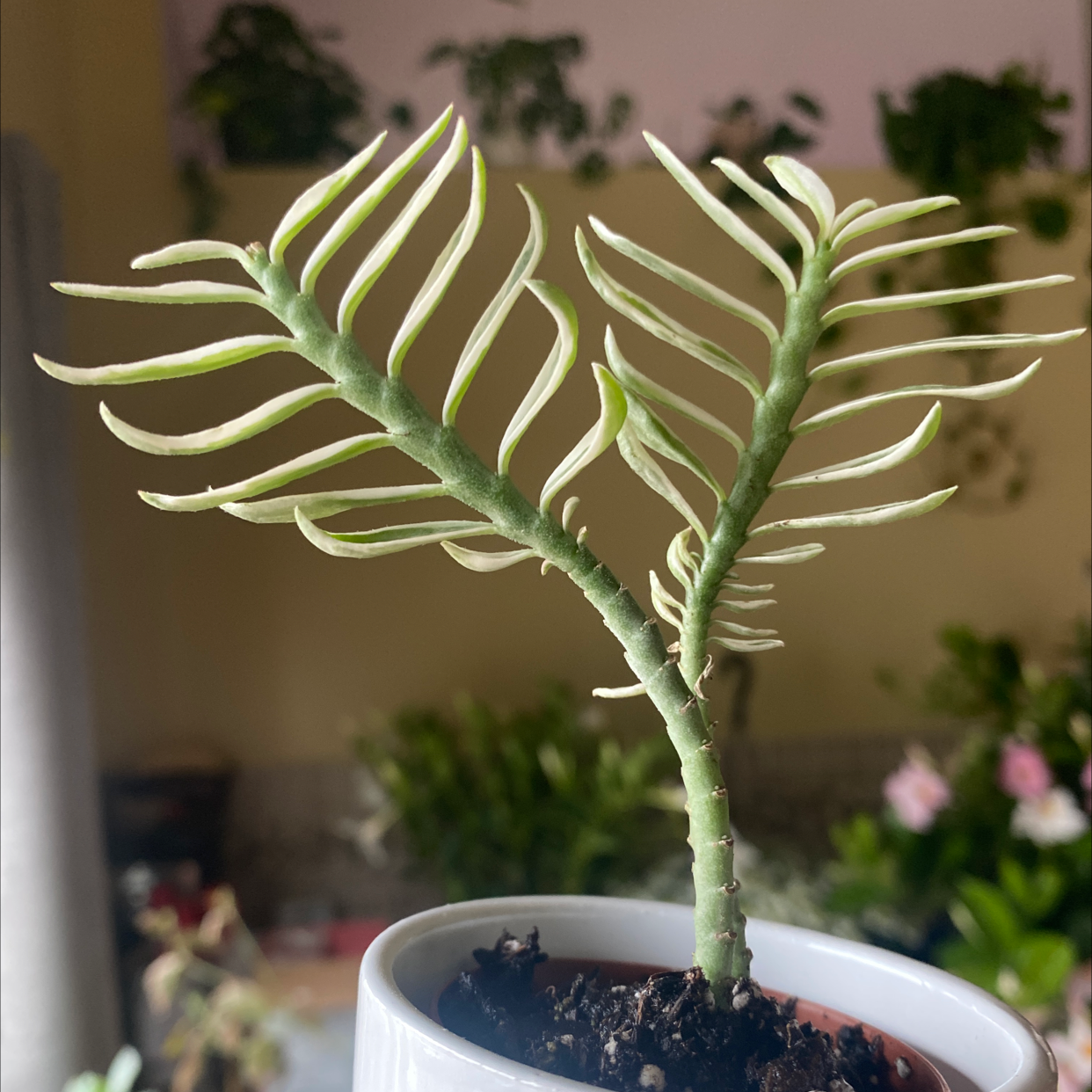 Healthy potted Euphorbia tithymaloides succulent with arching stems and dense green foliage against indoor background.