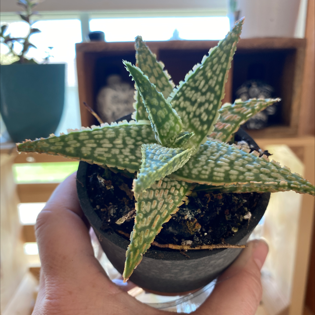 Bredasdorp Gasteria plant in a small pot, held by a hand. The plant has thick, fleshy leaves with white spots.