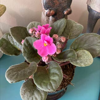 African Violet plant in Shakopee, Minnesota