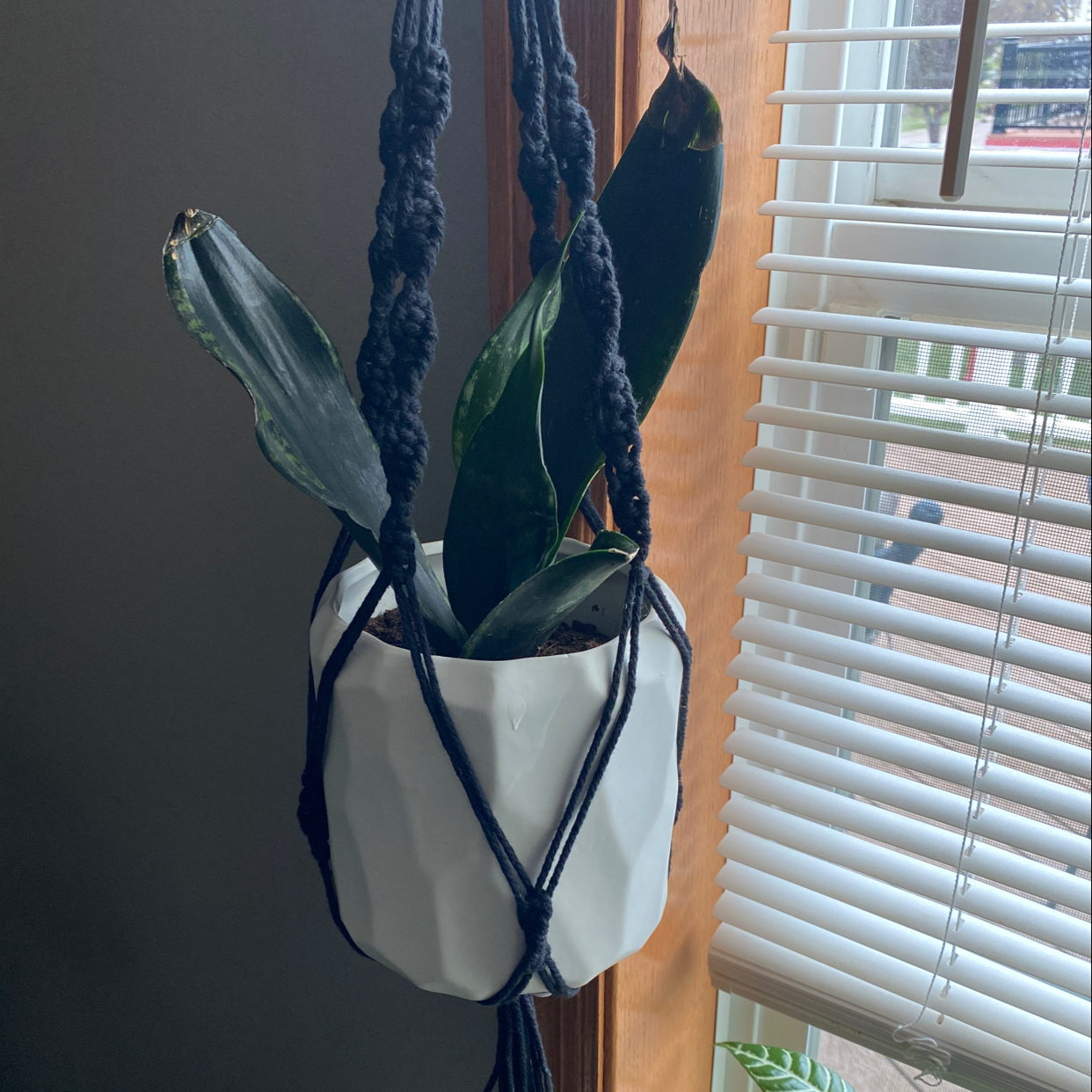 Black Star Snake Plant in a white hanging pot near a window with blinds.