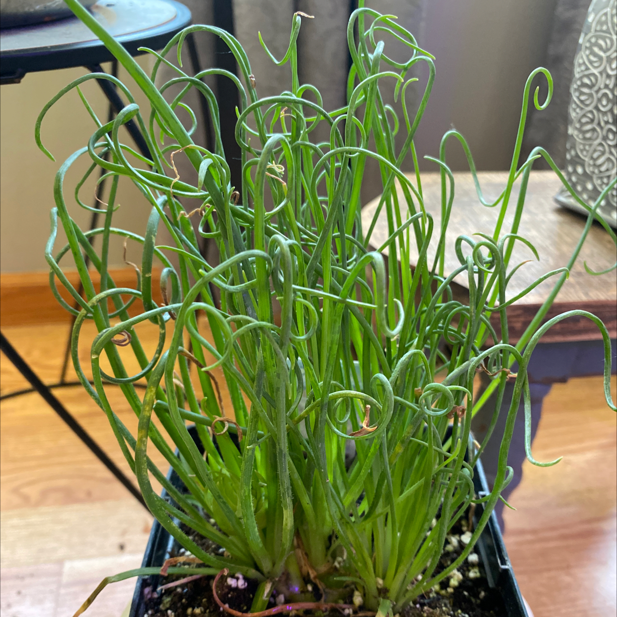 Frizzle Sizzle plant with curly green leaves in a pot with visible soil.