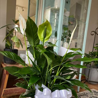 Peace Lily plant in Shakopee, Minnesota