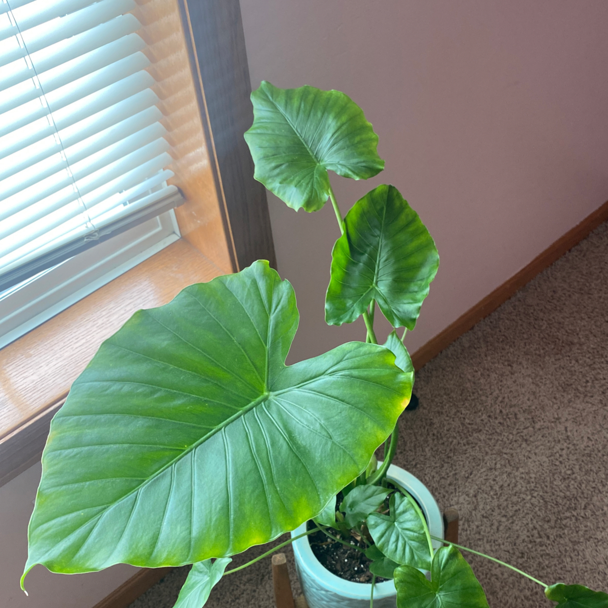 Photo of the plant species Calidora Elephant's Ear by @Jamilea named Surya on Greg, the plant care app