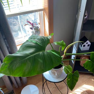 Elephant Ear Philodendron plant in Shakopee, Minnesota