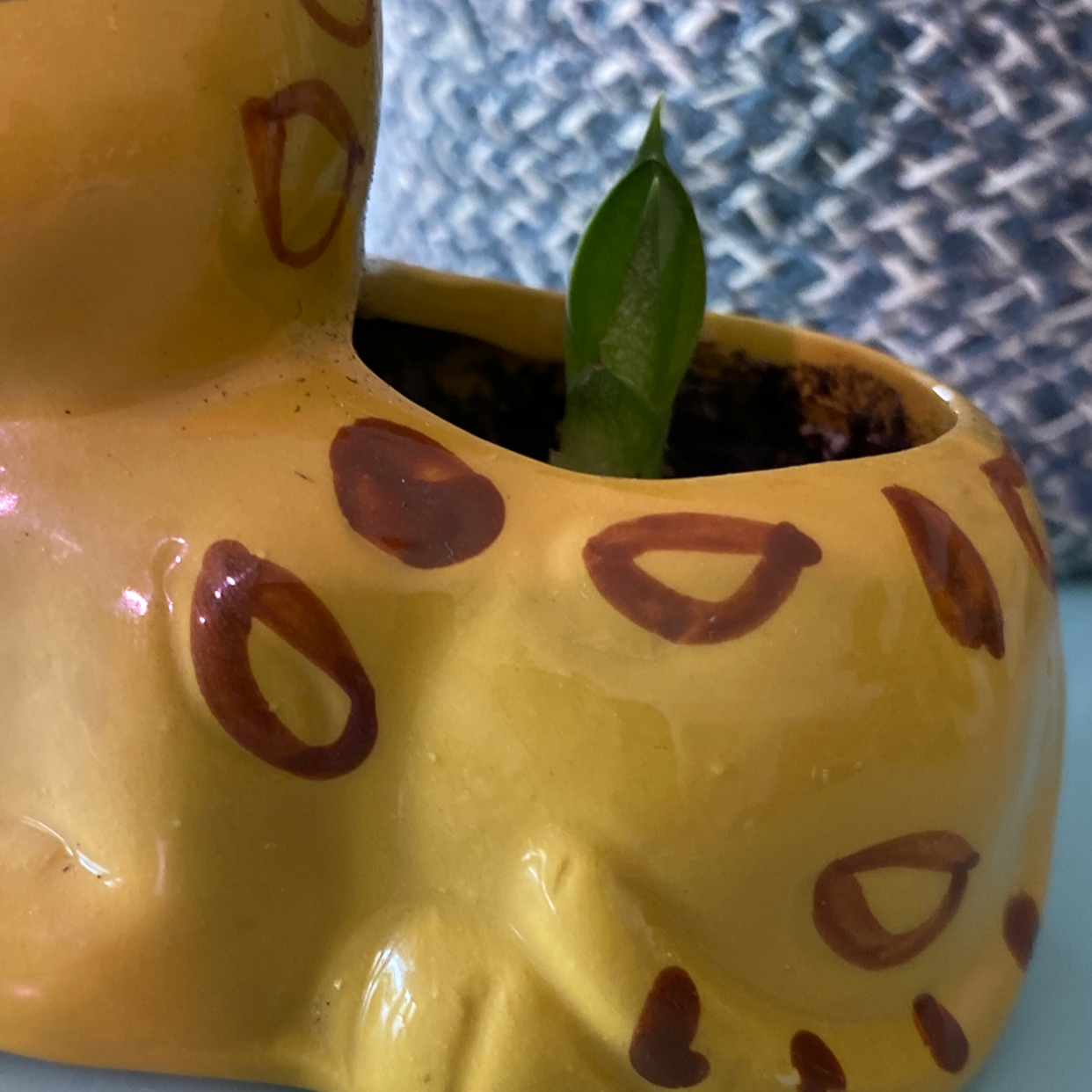 Young Starfish Snake Plant in a decorative yellow pot with brown spots.