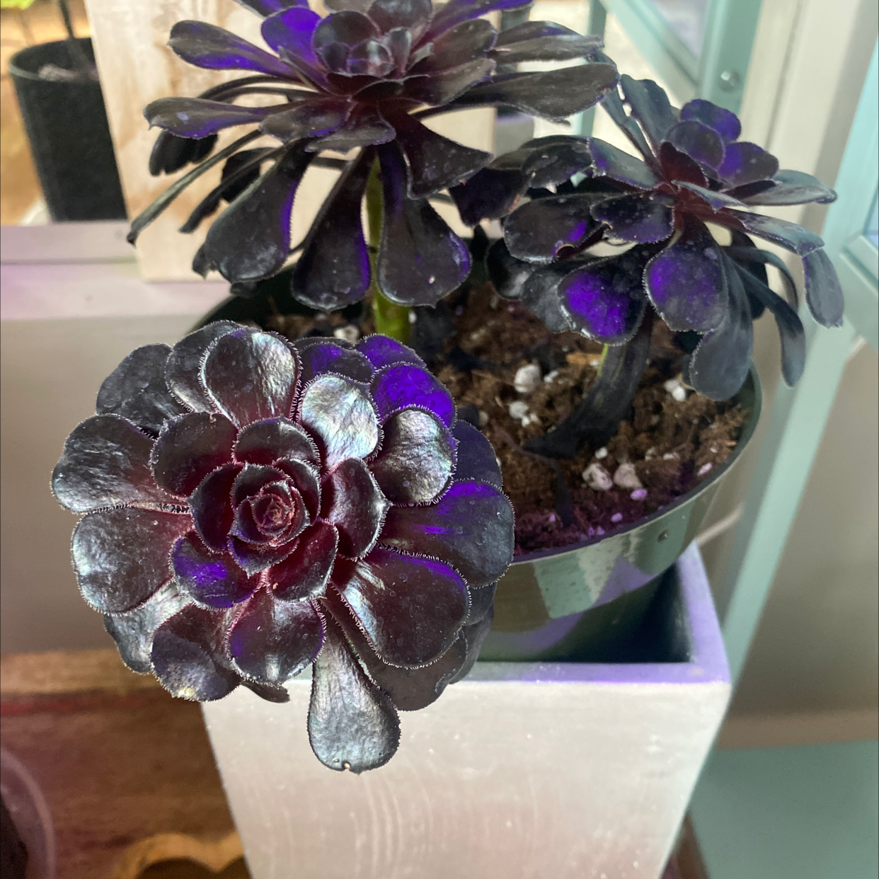 Aeonium arboreum 'Zwartkop' with dark rosettes in a pot, healthy and well-framed.