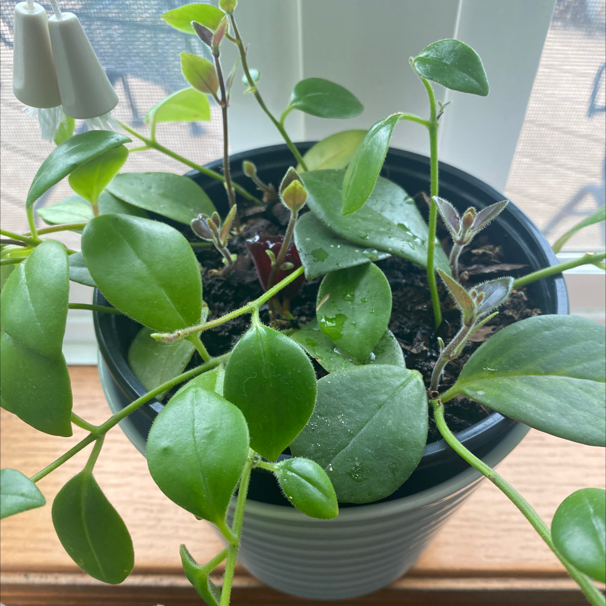 Photo of the plant species Lipstick Plant by @Jamilea named Yipick on Greg, the plant care app