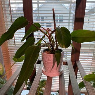 Blushing Philodendron plant in Shakopee, Minnesota