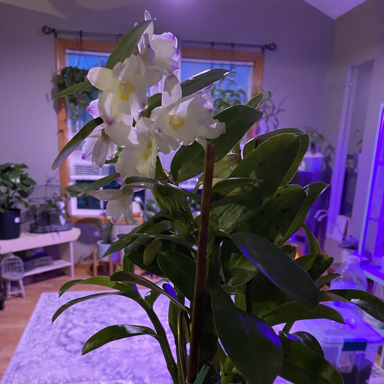 Noble Dendrobium plant with white flowers and green leaves indoors.