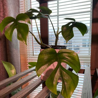 Mini Monstera plant in Shakopee, Minnesota