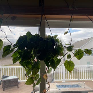 Heartleaf Philodendron plant in Shakopee, Minnesota