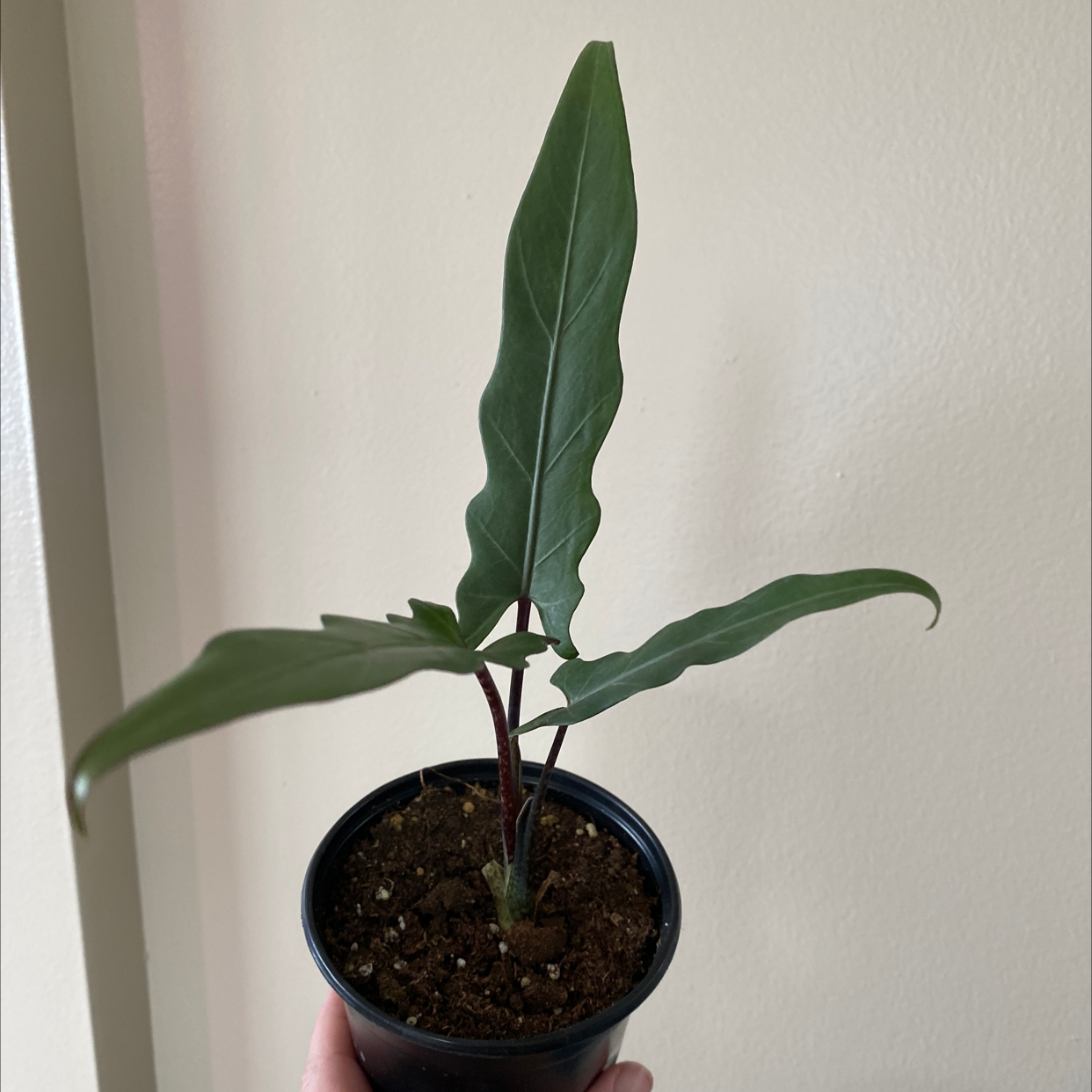 Purple Sword plant in a small pot with dark green leaves, held by a hand.