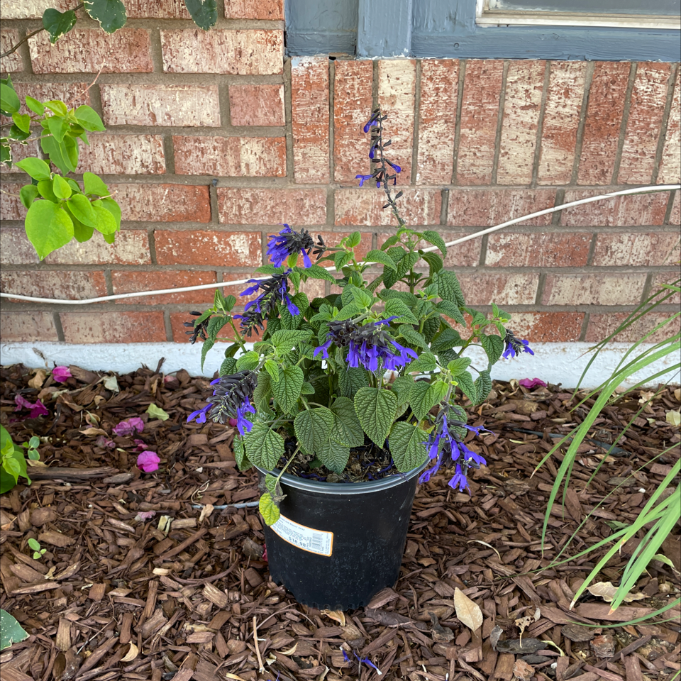Potted Anise-Scented Sage with purple flowers against a brick wall.