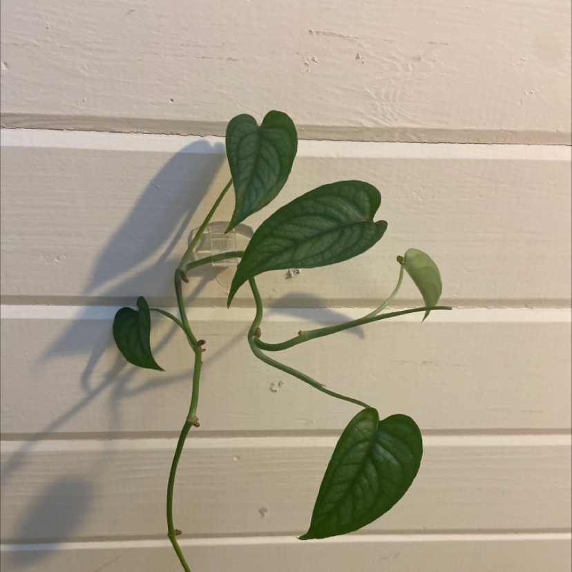 Silver Monstera plant with green leaves climbing a white wooden surface.