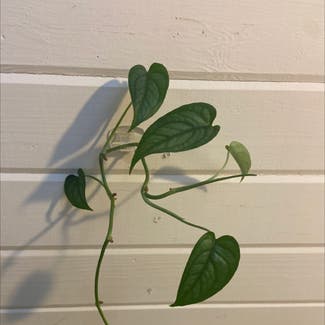 Silver Monstera plant in Savannah, Georgia