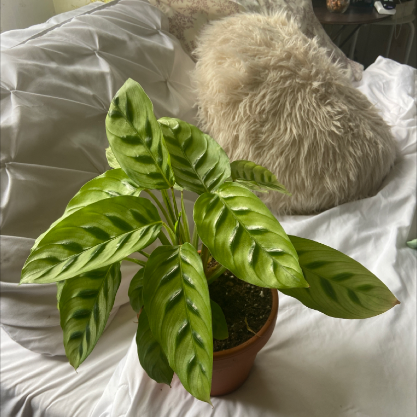 Calathea 'Freddie' plant in a pot with vibrant green leaves and dark green patterns.