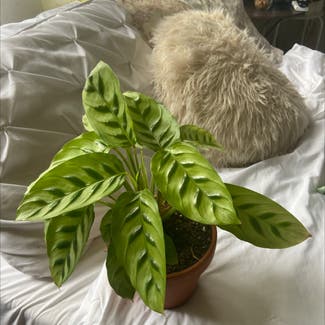 Calathea 'Freddie' plant in Savannah, Georgia