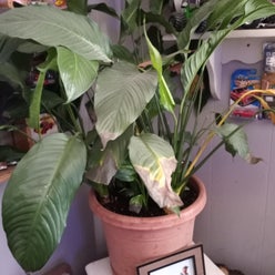 Peace Lily plant