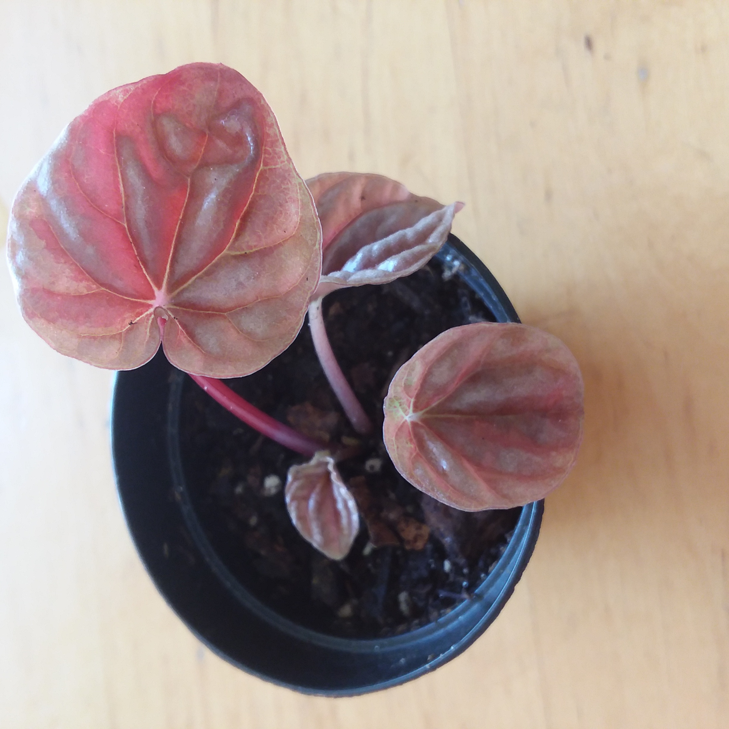 Photo of the plant species Radiator Plant 'Quito' by @Dani352 named Quito on Greg, the plant care app